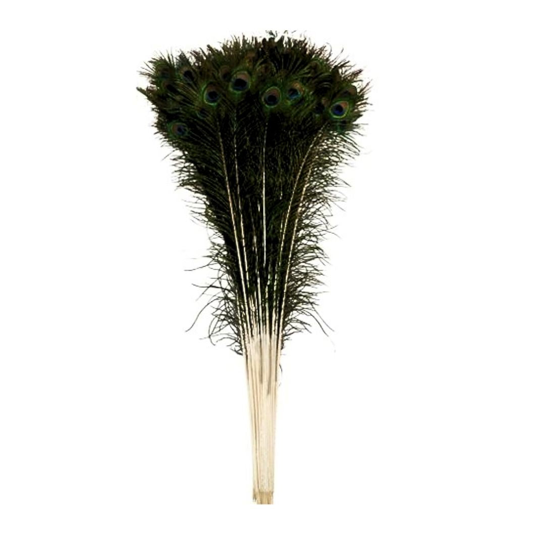 Natural Peacock Feather 30-36 Inch | Mor Pankh